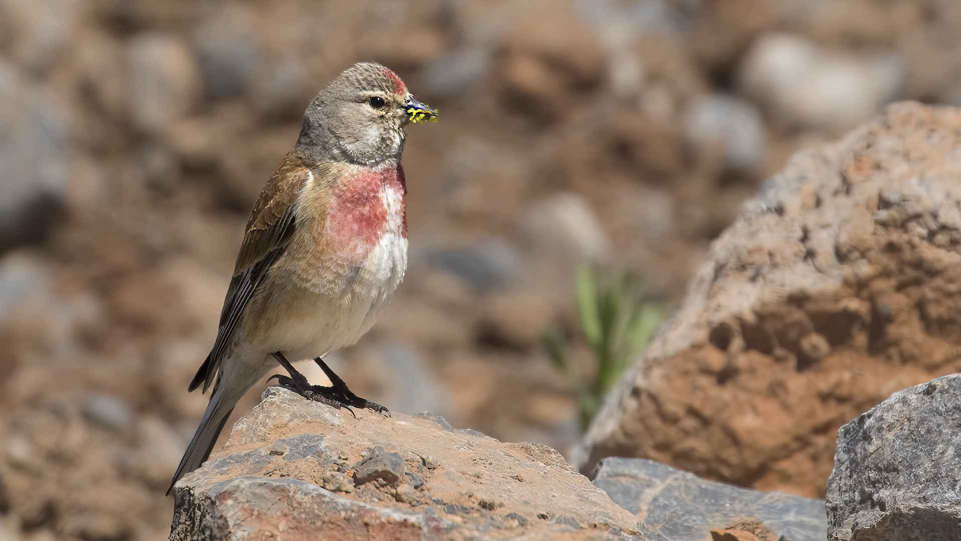 Eurasian Linnet